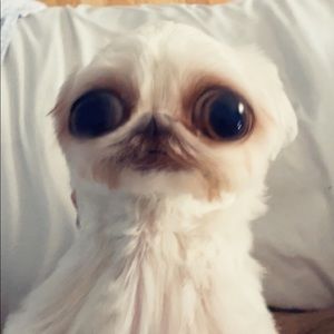 Meet your Posher, William